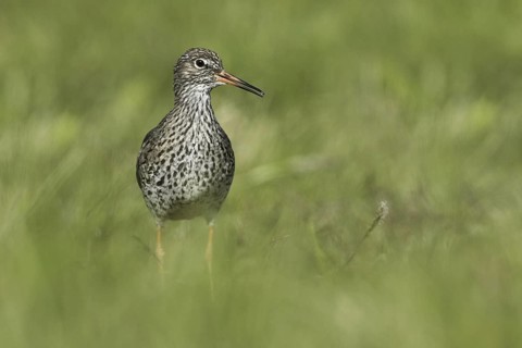 Common Redshank (Tringa totanus), Iceland