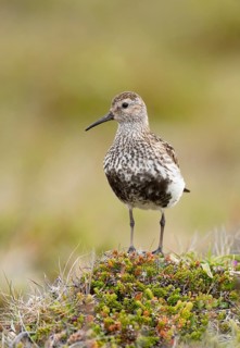 Dunlin (Calidris alpina) in field, Iceland