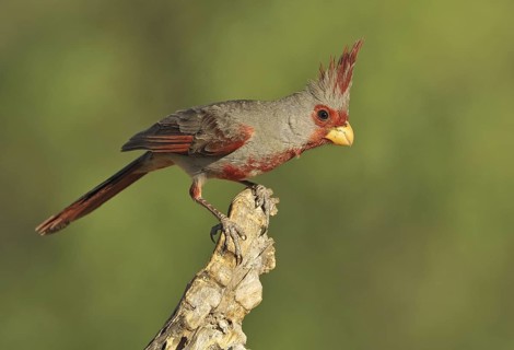 Pyrrhuloxia (Cardinalis sinuatus) male, Texas, USA