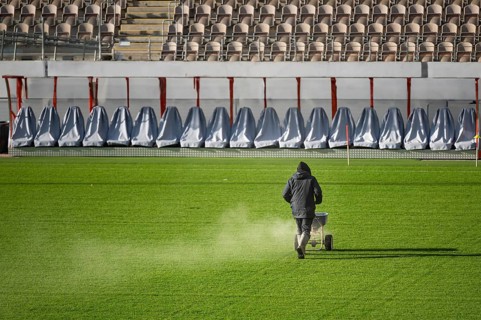 Groundsman spreads fertilizer for grass on a football pitch