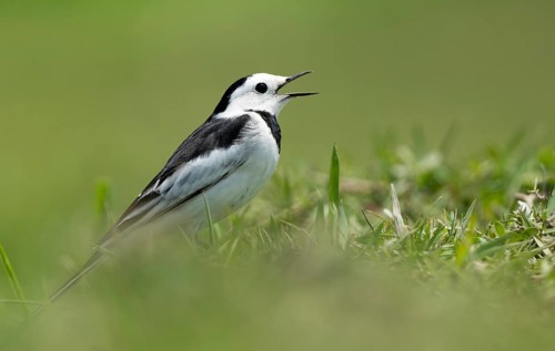 White Wagtail (Motacilla alba) standing in a lush green field, sreepur, Gazipur, bangladesh