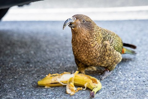 A Kea stole a banana from a car and is eating it. Monkey Creek Parking, Milford Road, Fiordland