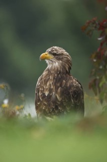 White-tailed Eagle (Haliaeetus albicilla), Germany