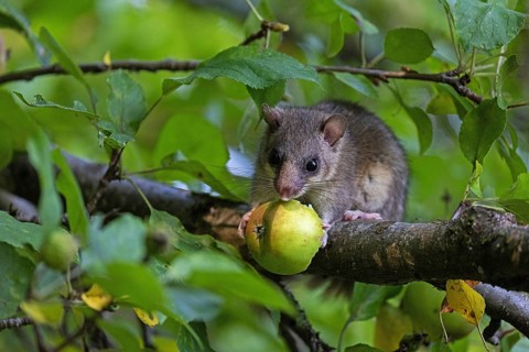 Dormouse (Glis glis), animals, mammals, dormice, nocturnal, rodents, eats an apple,
