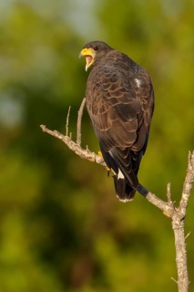 Cuban Black Hawk (Buteogallus gundlachii) perched on a branch in Cuba