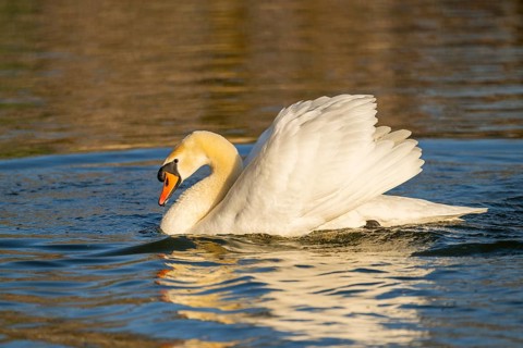 Mute swan (Cygnus olor) swimming on a lake, Bavaria, Germany