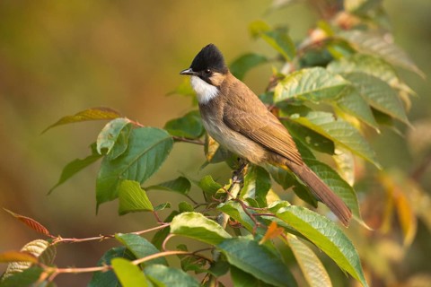 Brown-breasted Bulbul (Pycnonotus xanthorrhous), Yunnan, China