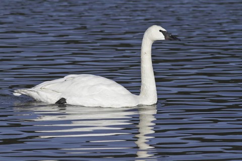 Trumpeter Swan (Cygnus buccinator), British Columbia, Canada