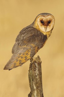 Barn owl sitting on tree stump at the evening with nice light and clear background