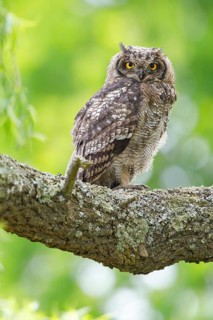 Spotted eagle-owl (Bubo africanus), Grand-duc africain, Wakkerstrom surroundings, Wakkerstrom,