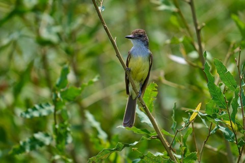 A small bird sitting upright on a branch, surrounded by green foliage, grassland tyrant