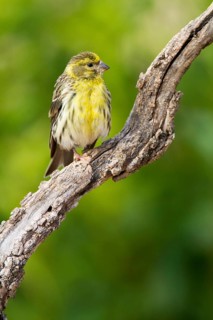 European Serin (Serinus serinus) male, Alicante, Spain