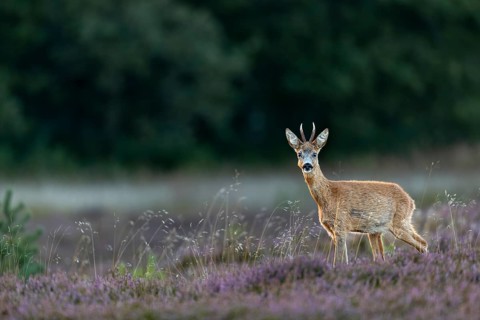 The open heathland does not offer much cover and often it is only a small careless movement that