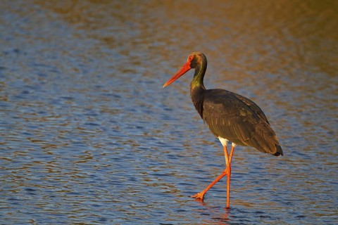 Black Stork (Ciconia nigra) foraging, Greece