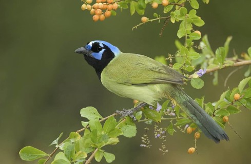 Green Jay (Cyanocorax luxuosus), Texas, USA