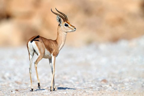 Arabian gazelle, (Gazella arabica), Mudday, Salalah, Dhofar, Oman