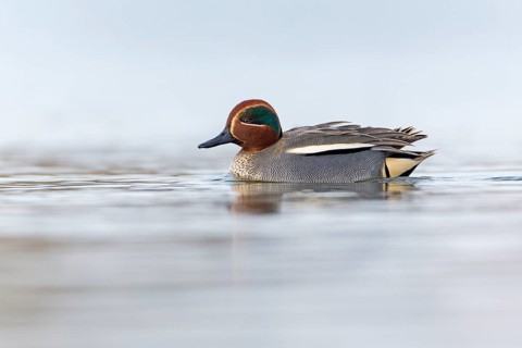 Eurasian Teal (Anas crecca) male, Saxony-Anhalt, Germany