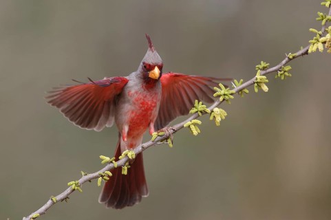 Pyrrhuloxia (Cardinalis sinuatus) male landing on a branch, Texas, USA