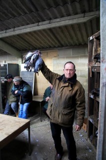 Dead wood pigeons for sale at traditional country auction, Campsea Ashe, Suffolk, England, UK