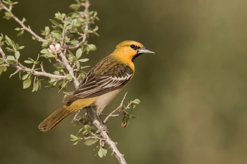 Bullock's Oriole (Icterus bullockii) male, California, USA