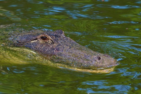 Alligator swimming in greenish water, only the head is visible, American Alligator (Alligator
