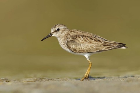 Least Sandpiper (Calidris minutilla), Florida, USA