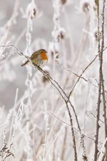 European robin (Erythacus rubecula) Germany