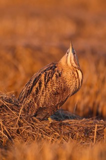 Eurasian Bittern (Botaurus stellaris), Lisbon, Portugal
