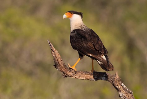 Crested Caracara (Caracara cheriway)