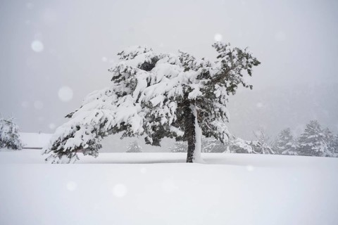 A serene winter scene in Guadarrama National Park, Spain, showcasing an Aleppo pine tree heavily