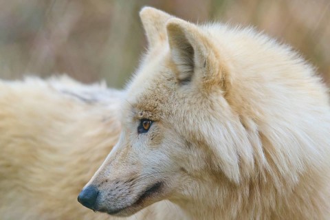 Wolf with light-coloured fur, side view, natural environment in the background, Arctic wolf (Canis