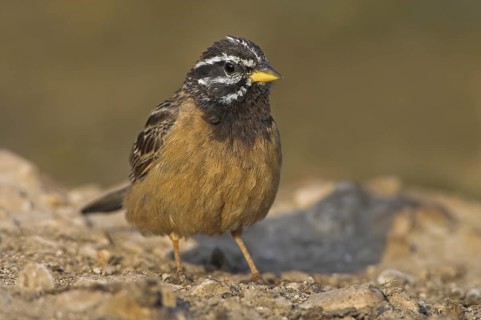 Cinnamon-breasted Bunting (Emberiza tahapisi), Oman