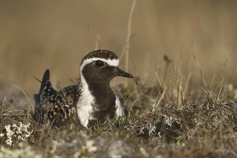 American Golden Plover (Pluvialis dominica), Manitoba, Canada