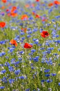 Cornflowers (Centaurea cyanus) and poppies (Papaver) blooming at the edge of a faded rape field