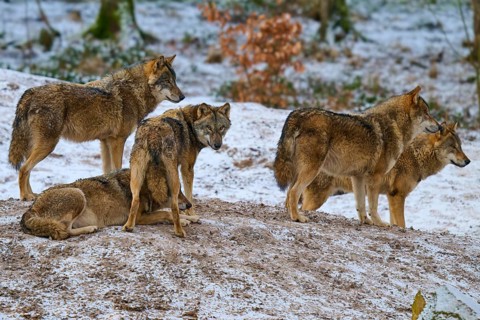 Five wolves on a hill surrounded by a wintry landscape, Winter, Wolf (Canis lupus), Germany