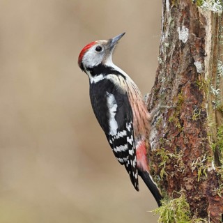 Middle spotted woodpecker (Dendrocopos medius) foraging on dead wood of an oak (Quercus),