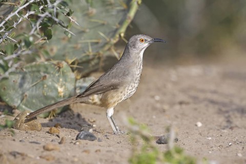 Curve-billed Thrasher Toxostoma curvirostre curvirostre Rio Grande City, Starr County, Texas,