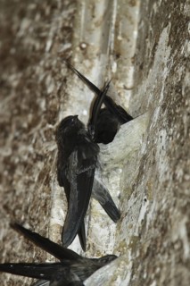 Germain's Swiftlet (Aerodramus germani), Phetchaburi, Thailand