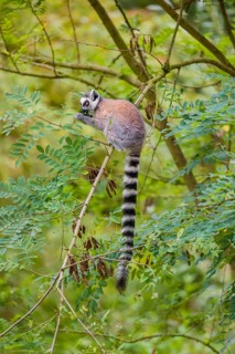 A ring-tailed lemur (Lemur catta) stands high up on a branch of tree with fresh green leafs