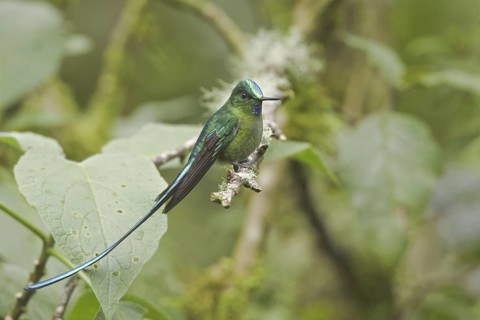 Long-tailed Sylph (Aglaiocercus kingii), Ecuador