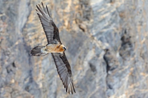 Bartgeier, Lammergeier, Gypaetus barbatus, Gypaetus barbatus meridionalis, Gypaète barbu,