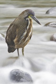 Fasciated Tiger Heron (Tigrisoma fasciatum), Costa Rica