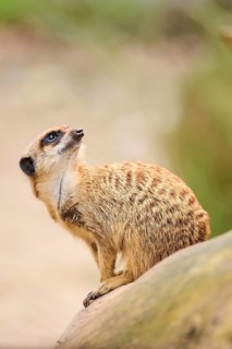 Meerkat (Suricata suricatta) sitting on the ground, Bavaria, Germany Europe