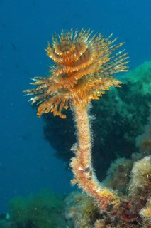 Mediterranean fanworm (Sabella spallanzanii), Dive site Marine Reserve Cap de Creus, Rosas, Costa