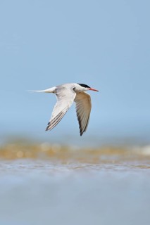 Elegant tern (Thalasseus elegans) flying in the sky above the sea, hunting, ebro delta, Catalonia,
