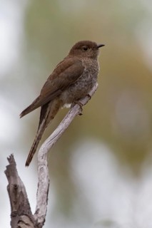 Brush Cuckoo (Cacomantis variolosus) juvenile, Victoria, Australia