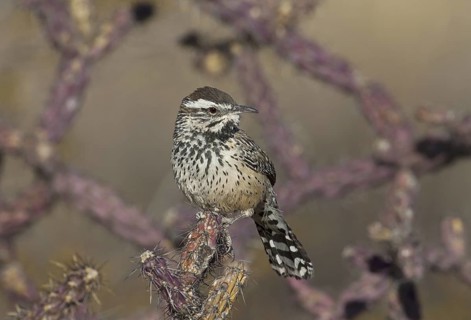 Cactus Wren (Campylorhynchus brunneicapillus), Arizona, USA