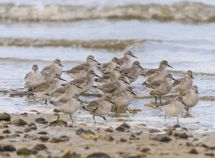 Red Knot (Calidris canutus), Schleswig-Holstein, Germany