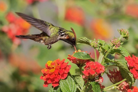 Frilled Coquette (Lophornis magnificus) flying and feeding at a flower in the Atlantic rainforest