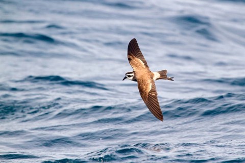 White-faced Storm Petrel (Pelagodroma marina maoriana) flying, Hauraki Gulf, off North Island, New